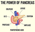 Grass Fed Beef Pancreas Capsules - Yo Keto